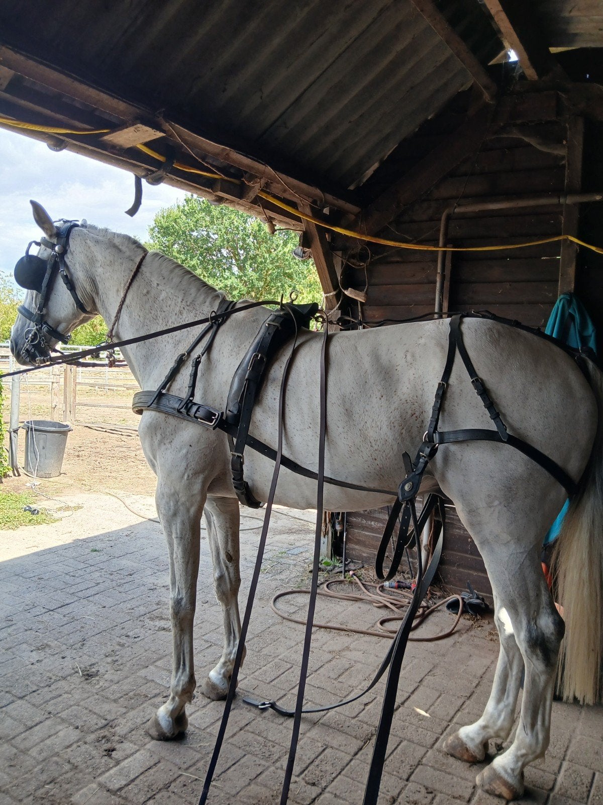 paardengetuig, Ophalen of Verzenden, Zo goed als nieuw