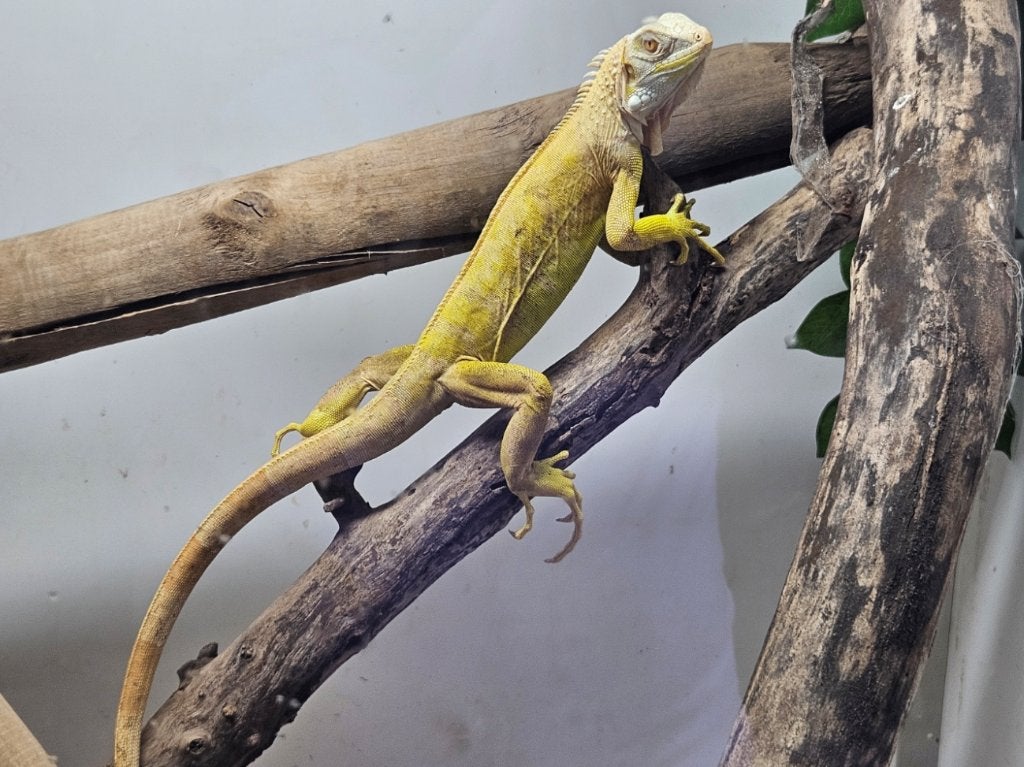 Guana Iguana ALBINOS 2025, Animaux & Accessoires, Reptiles & Amphibiens, Lézard