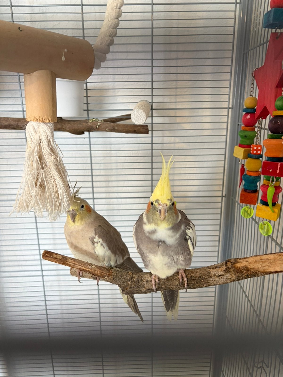 Grote vogelkooi + 2 valkparkieten + alle toebehoren, Dieren en Toebehoren, Vogels | Parkieten en Papegaaien