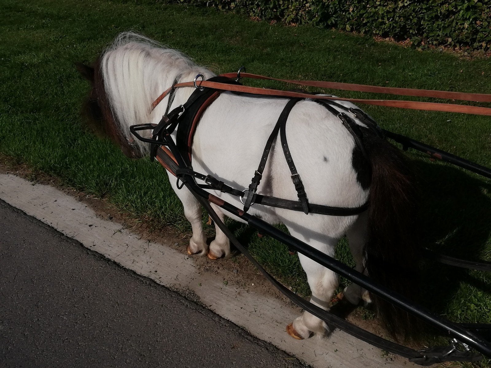 mini shetland koetstuig, Enlèvement