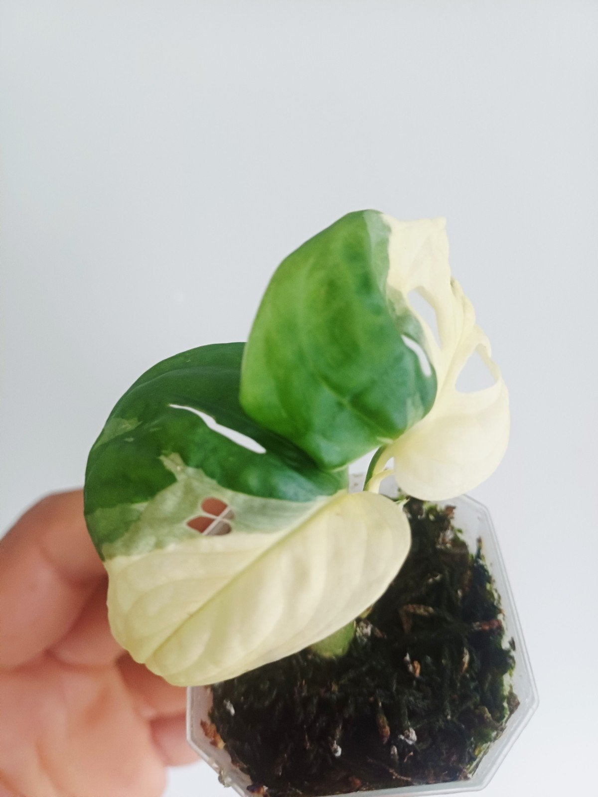 Monstera Adansonii var. Japanese tricolor, Maison & Meubles, Plantes d'intérieur, Autres espèces, Moins de 100 cm, Plante verte