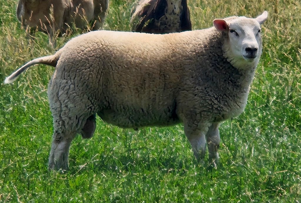 Dek ram te koop, Animaux & Accessoires, Moutons, Chèvres & Cochons, Mouton, Mâle, 0 à 2 ans