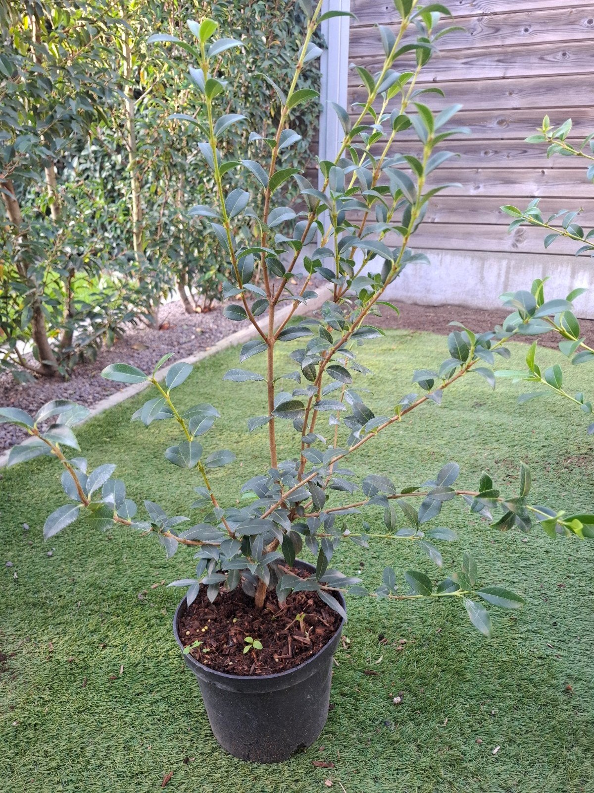 Osmanthus burkwoodii, Tuin en Terras, Ophalen