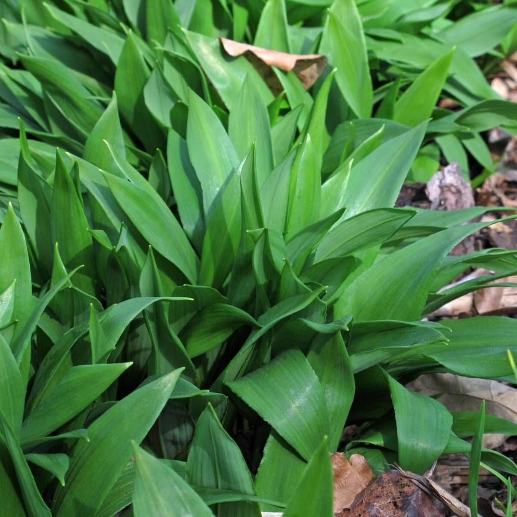 Daslook planten, Tuin en Terras, Planten | Tuinplanten, Ophalen, Vaste plant, Halfschaduw, Kruiden