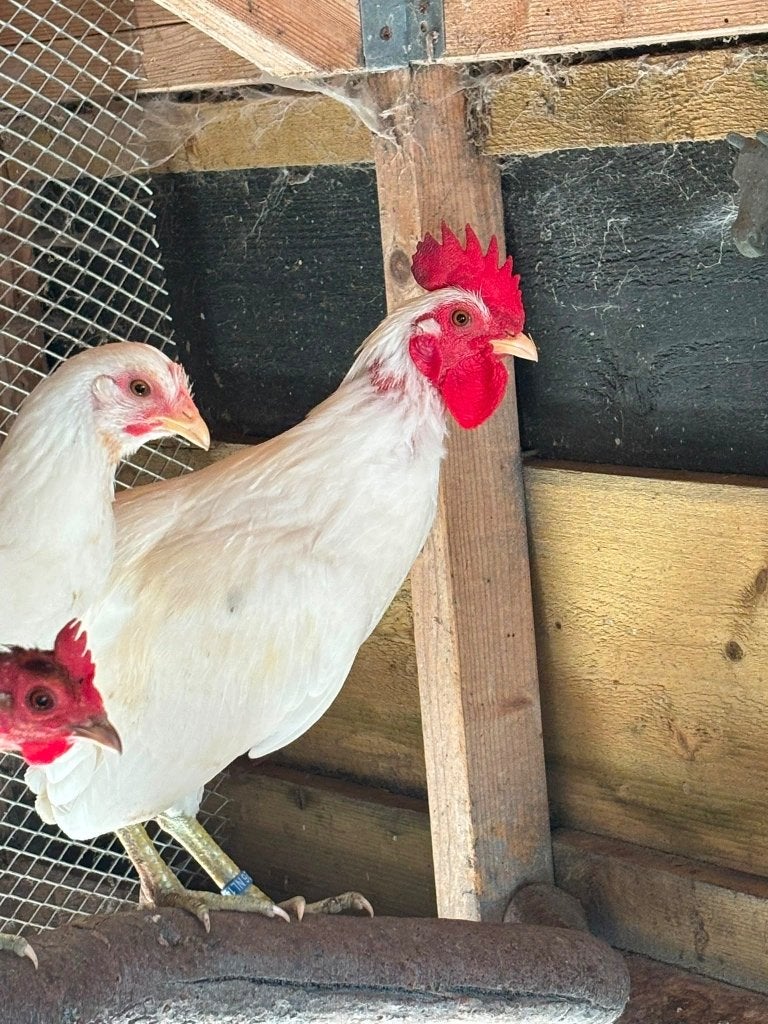 Ajam Ketawa haan, Mâle, Poule ou poulet