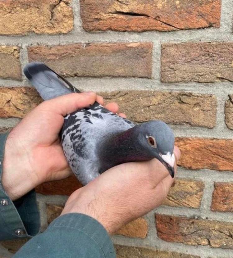 Petite poule consanguine Jade Jellema 2025, Animaux & Accessoires, Oiseaux | Pigeons, Femelle, Pigeon voyageur
