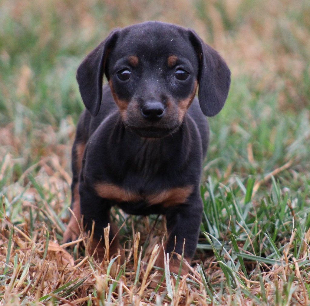 Teckel pups Black & tan korthaar, België, Reu, CDV (hondenziekte), 8 tot 15 weken