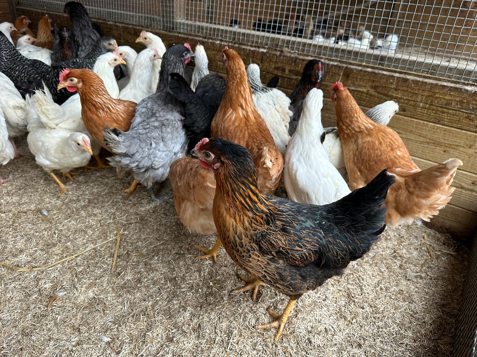 Legkippen iedere zondag 10-16uur, Dieren en Toebehoren