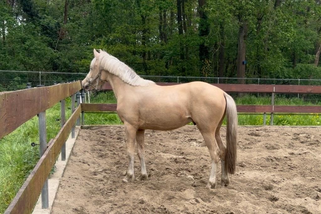 2 jarige Palomino D pony hengst NRPS x Welsh spring dressuur, Dieren en Toebehoren, Springpaard, Minder dan 160 cm, Met stamboom