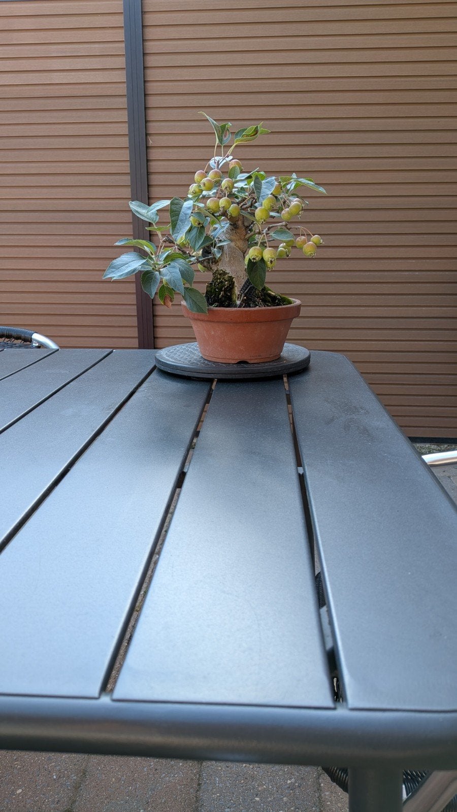 Diverse bonsai, Ophalen