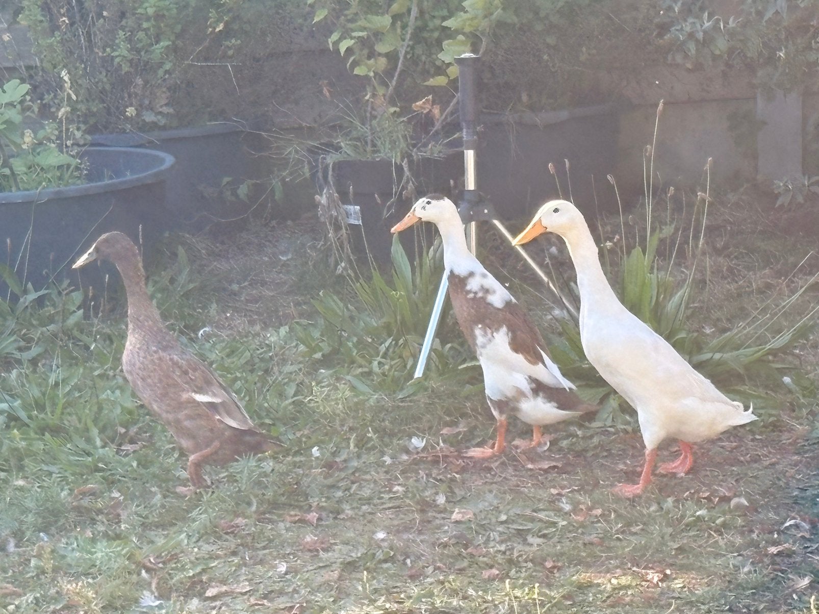 Trio loopeenden, Dieren en Toebehoren, Meerdere dieren, Eend