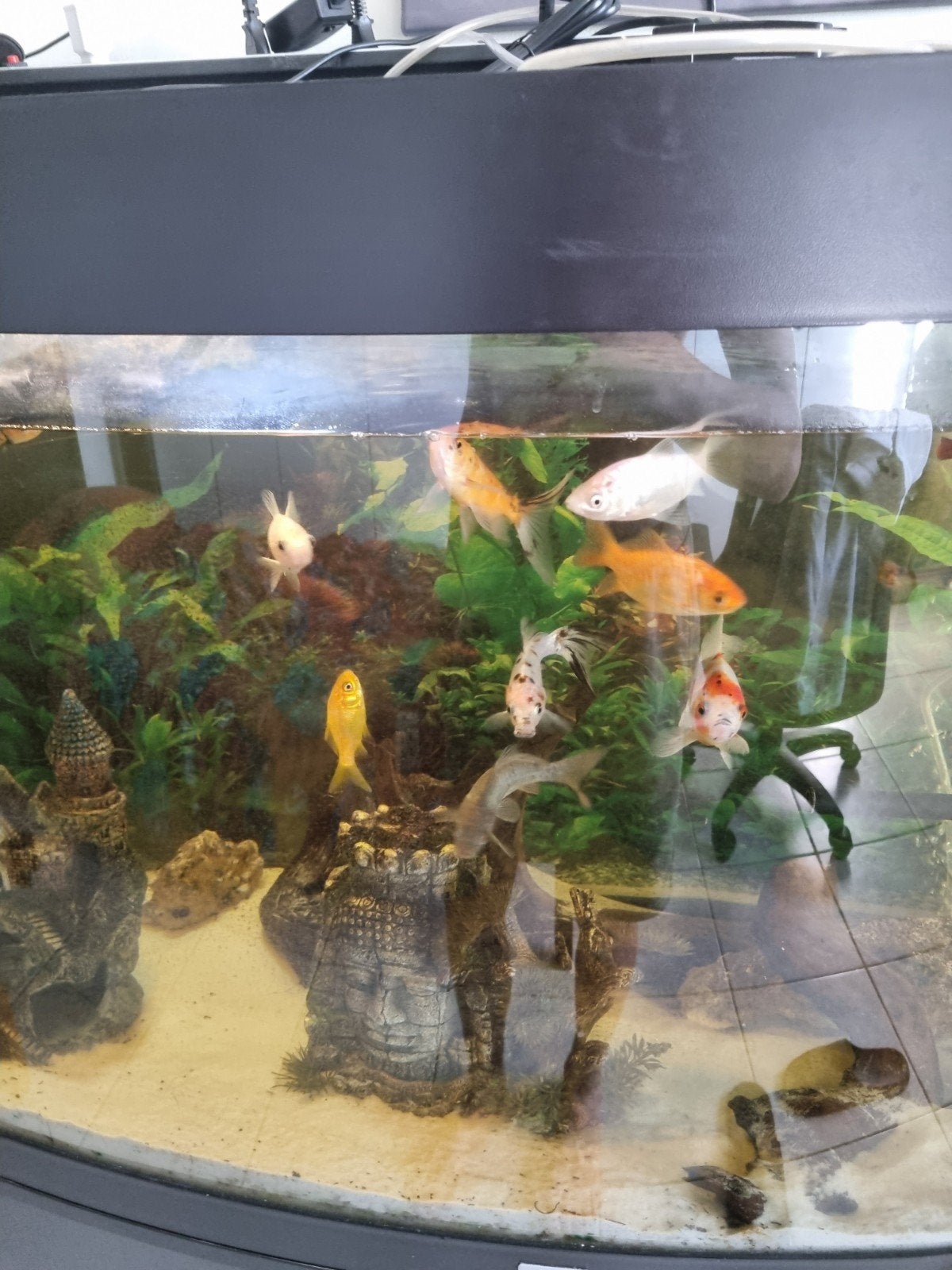 aquarium vissen, Dieren en Toebehoren, Ophalen