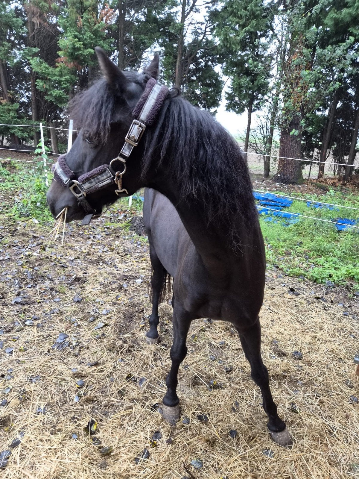 leuke pony 131 hoog dus c pony ruin, Dieren en Toebehoren, Gechipt