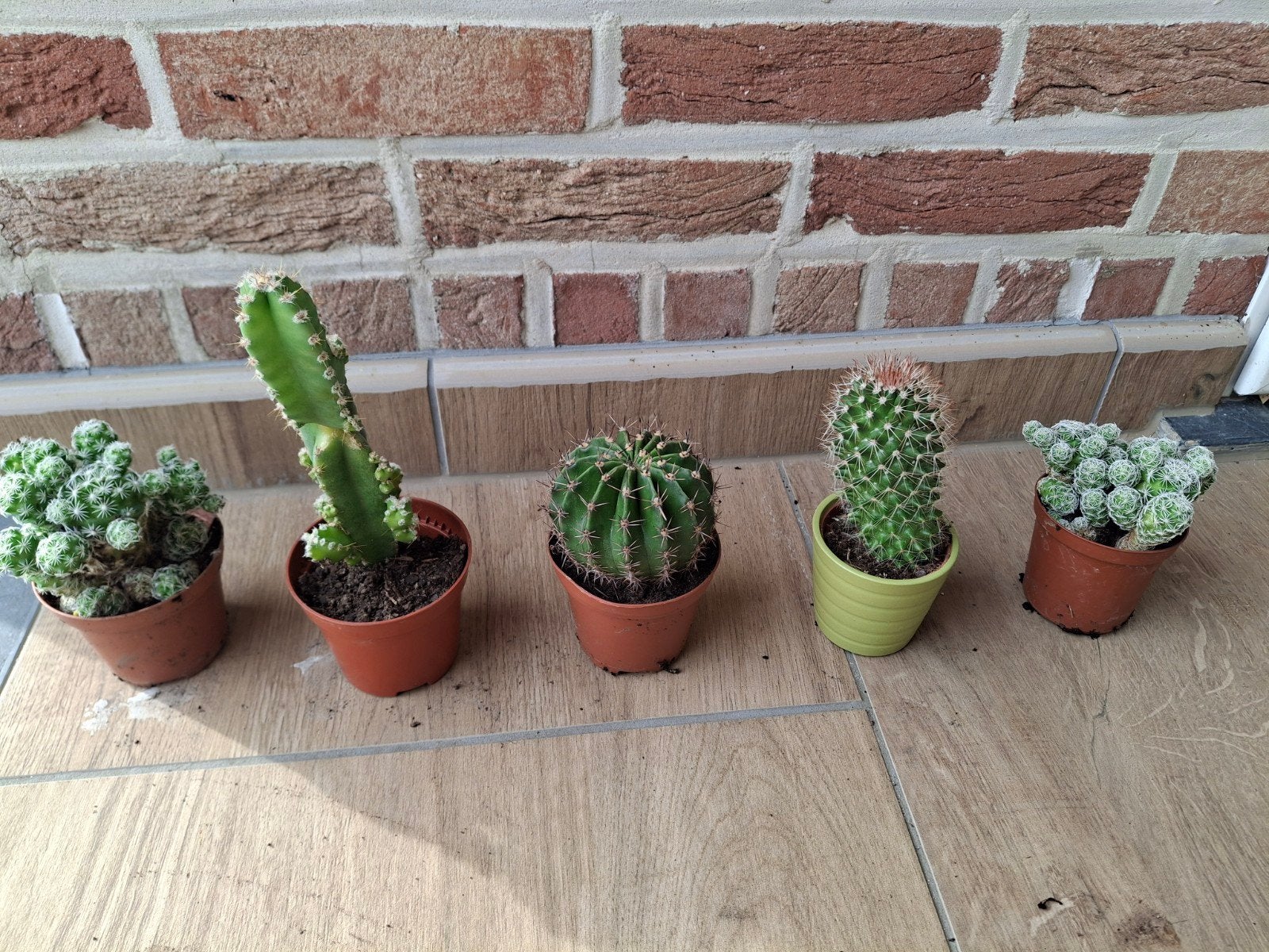Cactus, Enlèvement, Cactus
