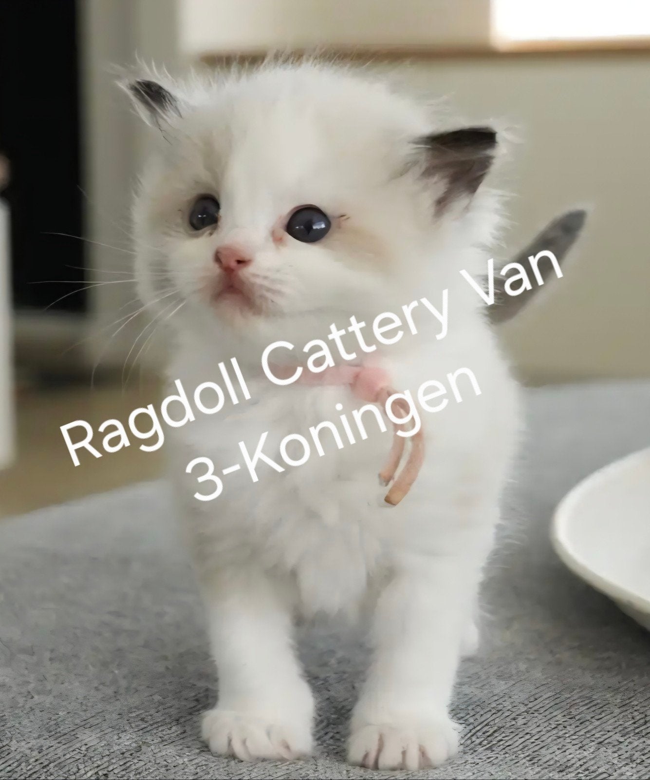 ragdoll poesjes zoeken een huisje 🏠, Poes, Met stamboom, 0 tot 2 jaar