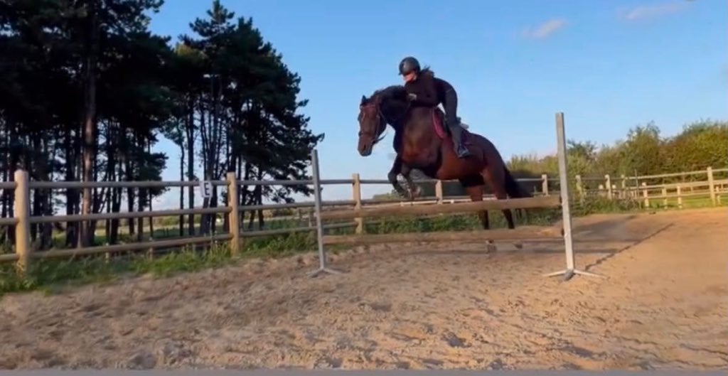 Zin in een eigen paard zonder zelf de aankoop te doen ?, Dieren en Toebehoren, Paarden, Merrie