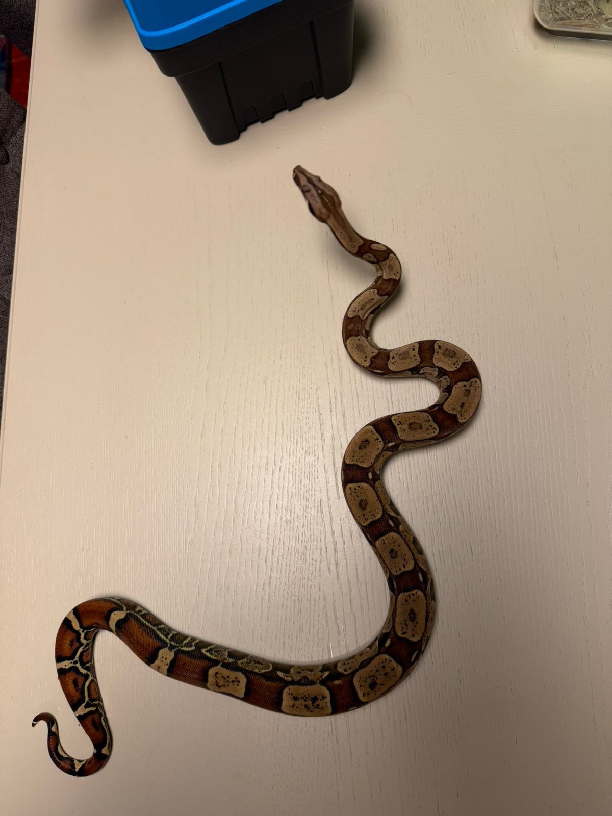 1.0 Boa Constrictor Imperator KEY WEST 66% het SHARP ALBINO Ball Python photo 5