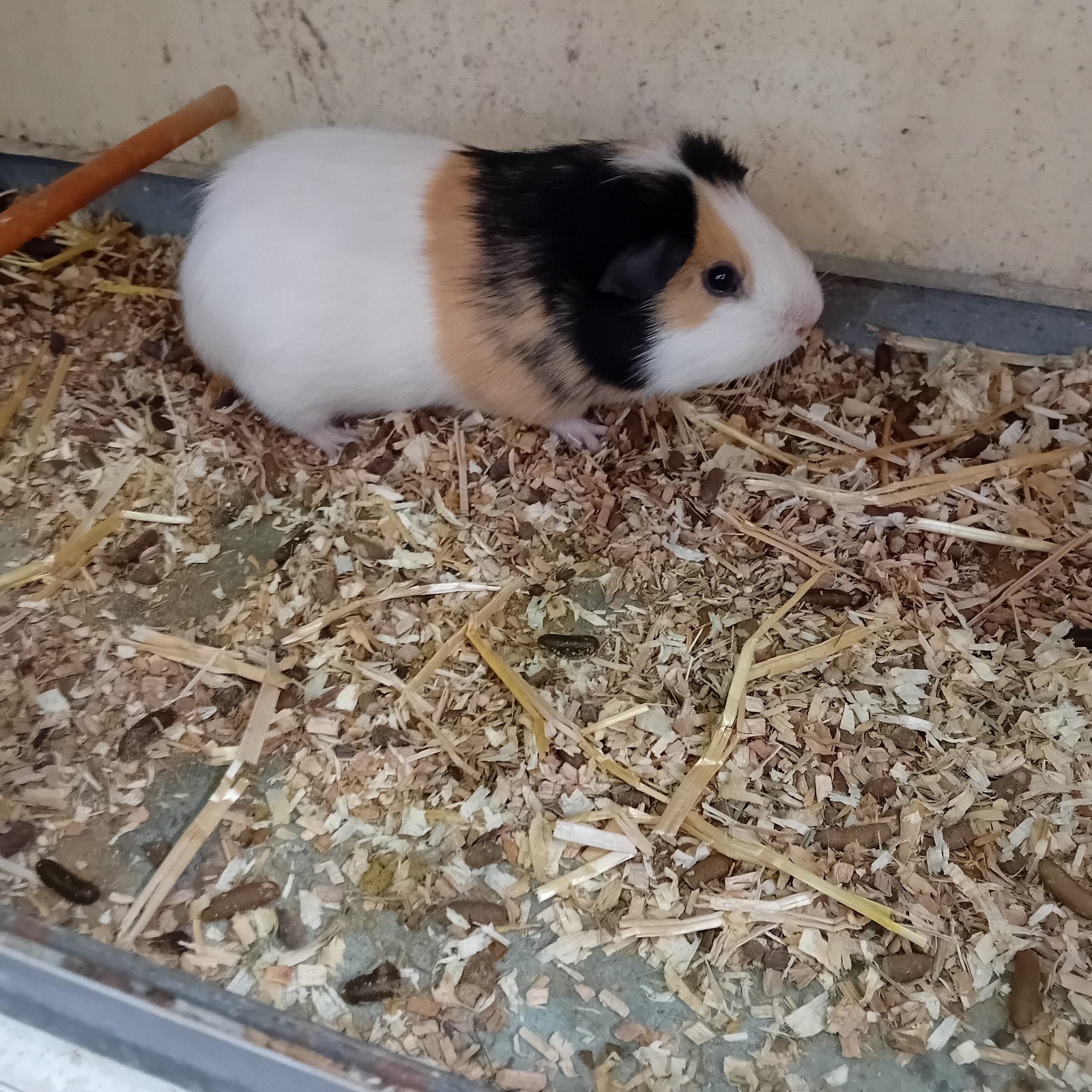 Cavia Beertje, Animaux & Accessoires, Rongeurs, Février, Mâle, Cobaye