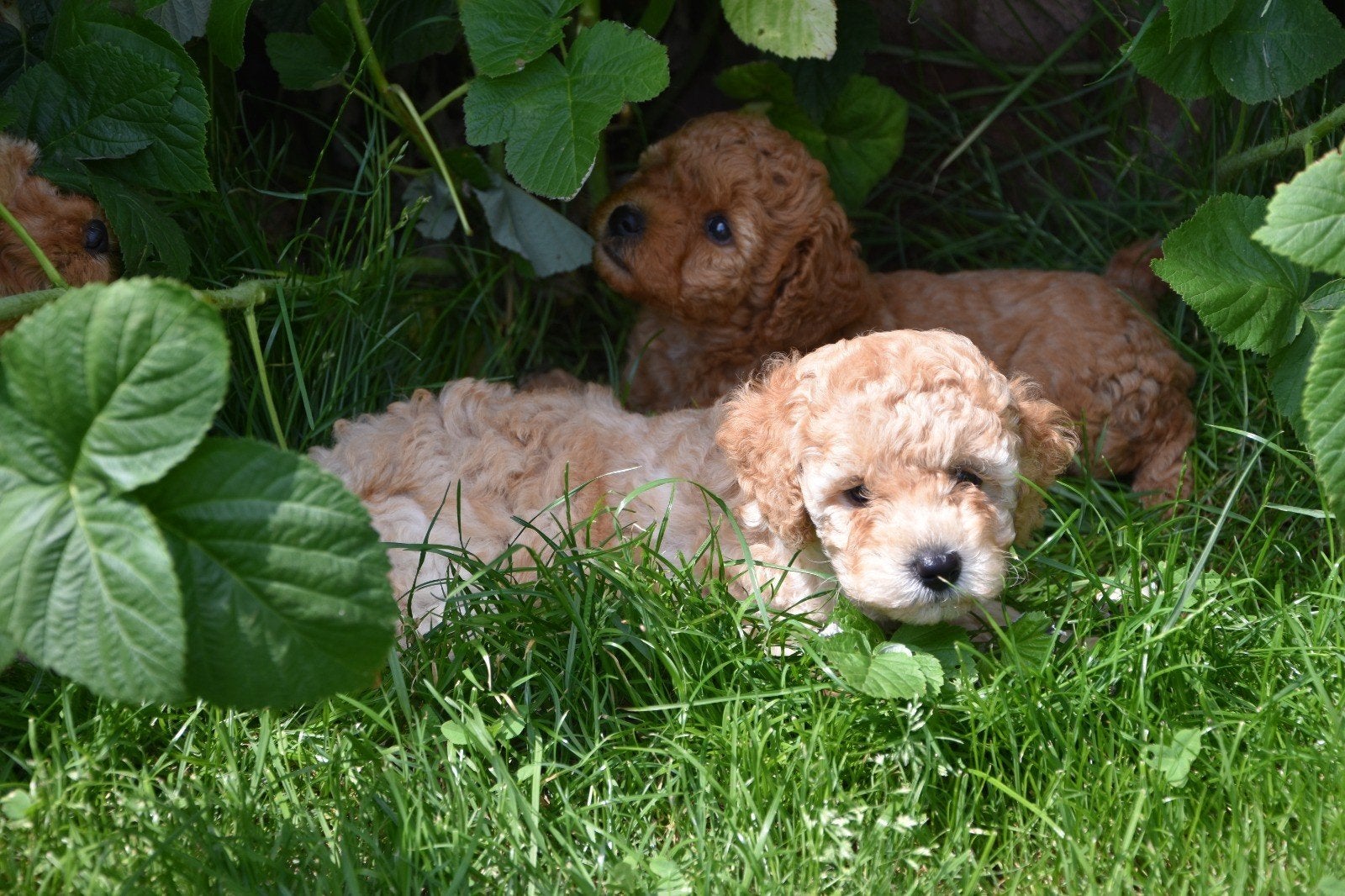 chiots caniches, Caniche, 8 à 15 semaines, Éleveur | Loisir, Un chien