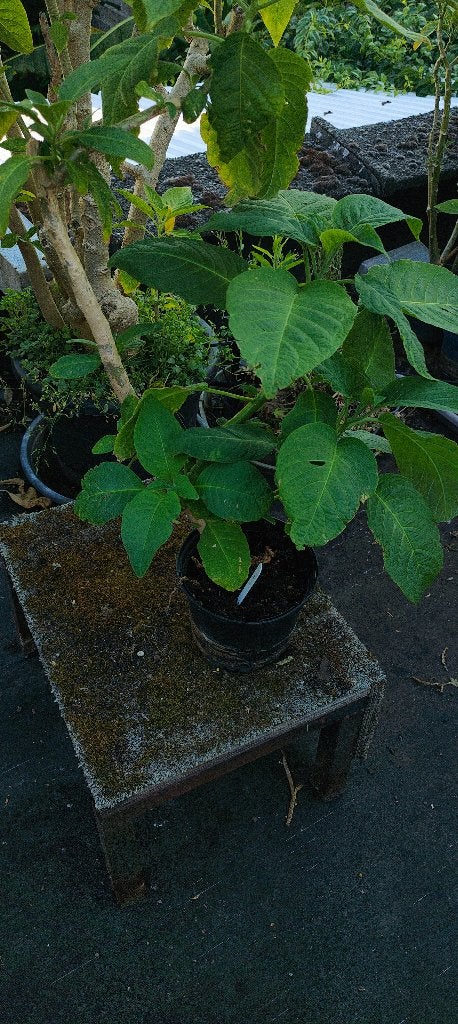 Brugmansia 'Wit', Autres espèces, Été, Enlèvement, Plante fixe