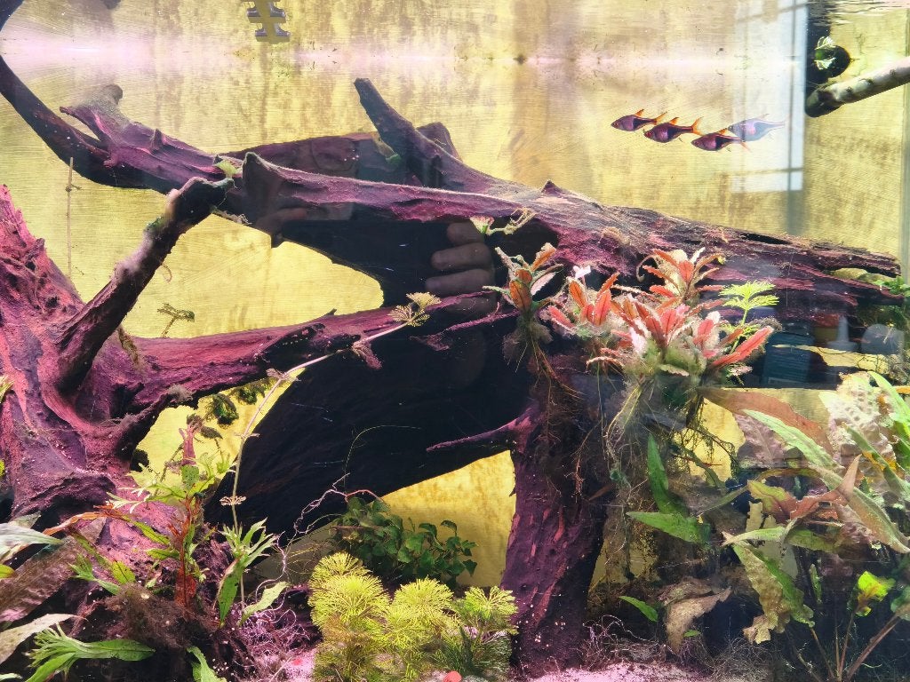 Aquarium in werking, Ophalen, Inclusief vissen, Gebruikt, Overige merken