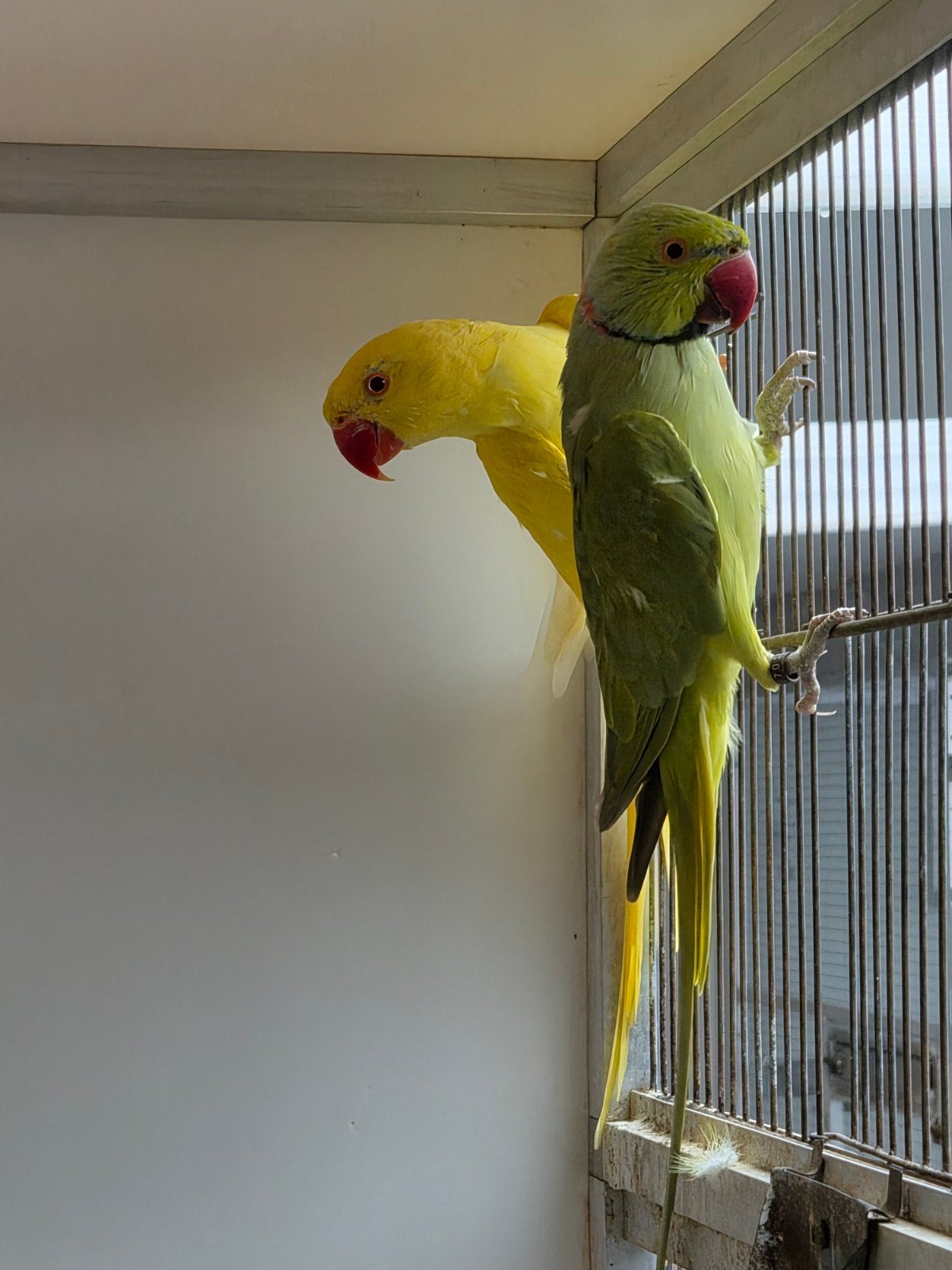 vogels te koop liefst alles samen