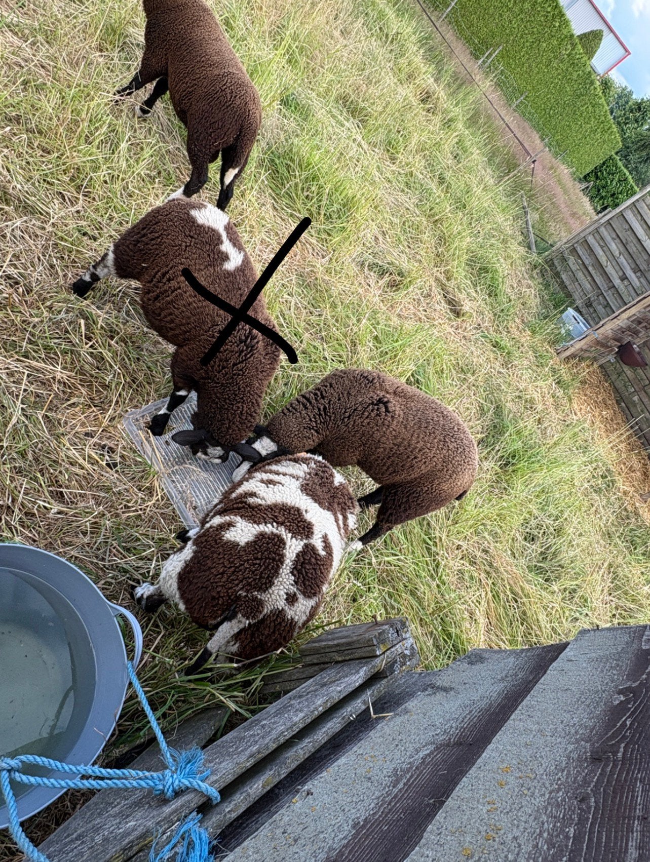 Lammers de 4 grammes, Mâle, Mouton