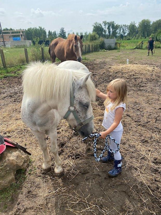 Lieve, brave B-pony zoekt 5*-thuis, Dieren en Toebehoren, Paarden, Ruin, B, Minder dan 160 cm, 11 jaar of ouder, Recreatiepaard