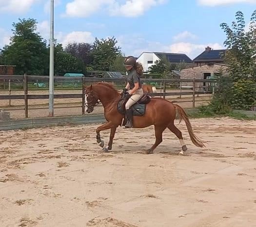 10 jarige D-pony ruin, Gechipt, Ruin, Dressuurpony, L
