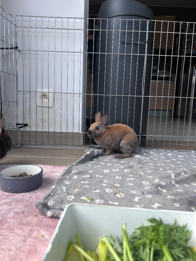 Lapin mâle, Enlèvement