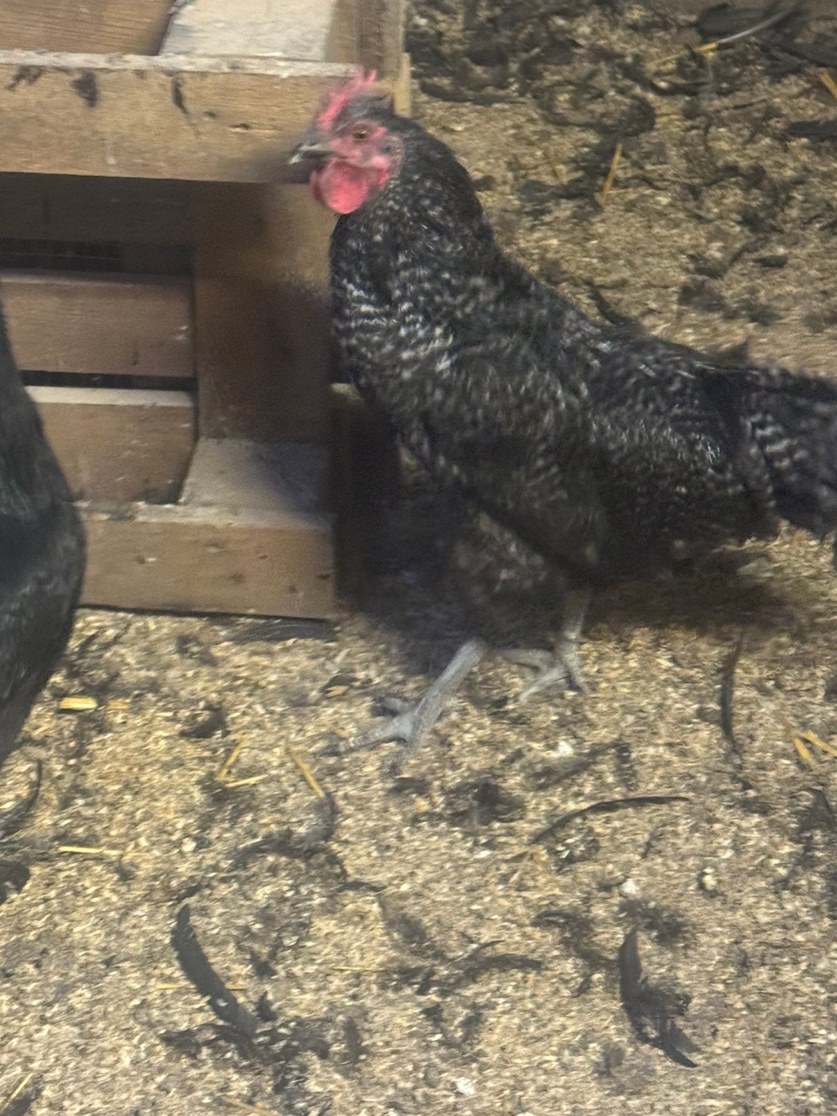 Hele mooie haan, Dieren en Toebehoren, Mannelijk, Kip