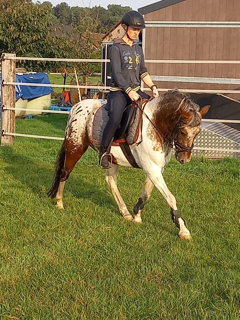 Halve stal c pony, Ruin, L, C pony (1.27m tot 1.37m), Recreatiepony