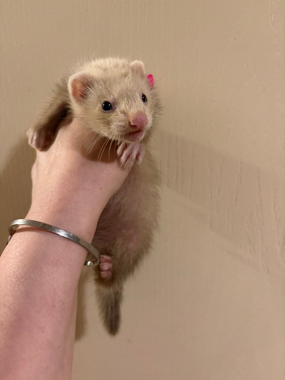 Verschillende mooie lieve fretten pupjes, Dieren en Toebehoren, Juni, Meerdere dieren