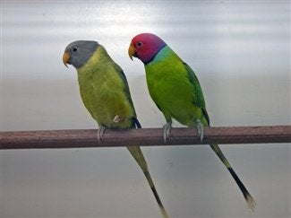 PRUIMKOP PARKIET JONGE, Dieren en Toebehoren, Vogels | Parkieten en Papegaaien, Meerdere dieren, Parkiet, Geringd