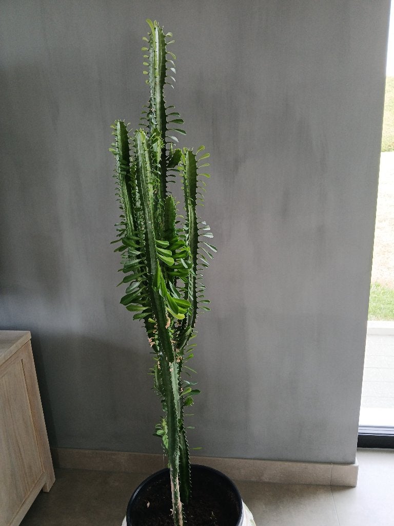 Cactus Euphorbia trigona., Plante verte, Enlèvement, Cactus, 100 à 150 cm
