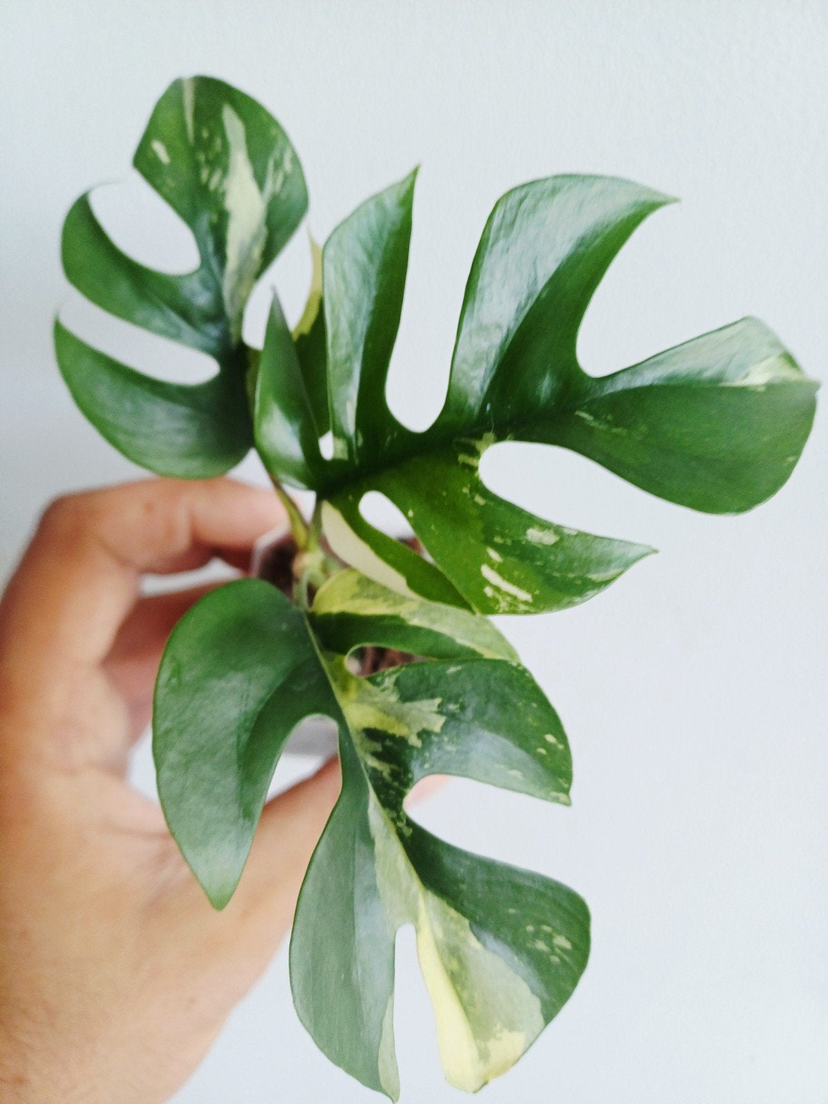Rhaphidophora Tetrasperma Albo variegata, Autres espèces, En pot, Enlèvement ou Envoi, Moins de 100 cm