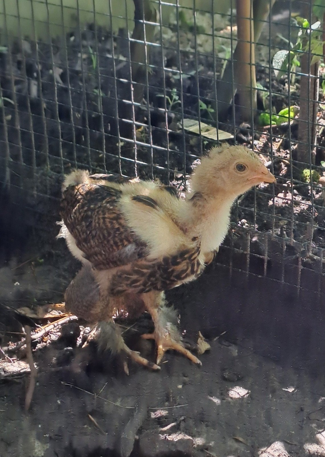Brahma goudpatrijs kuikens (groothoender) gratis, Dieren en Toebehoren, Mannelijk, Kip