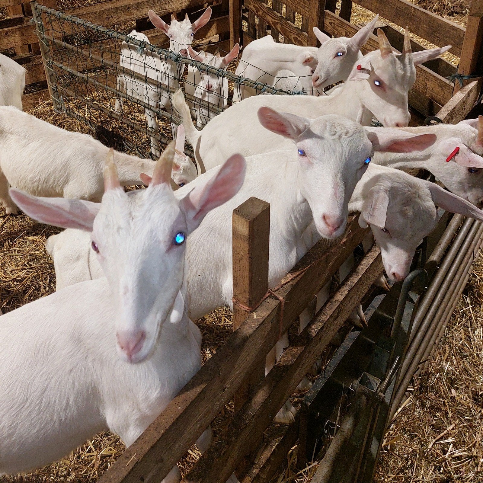 Lammeren witte melkgeiten, Dieren en Toebehoren, Vrouwelijk, Geit