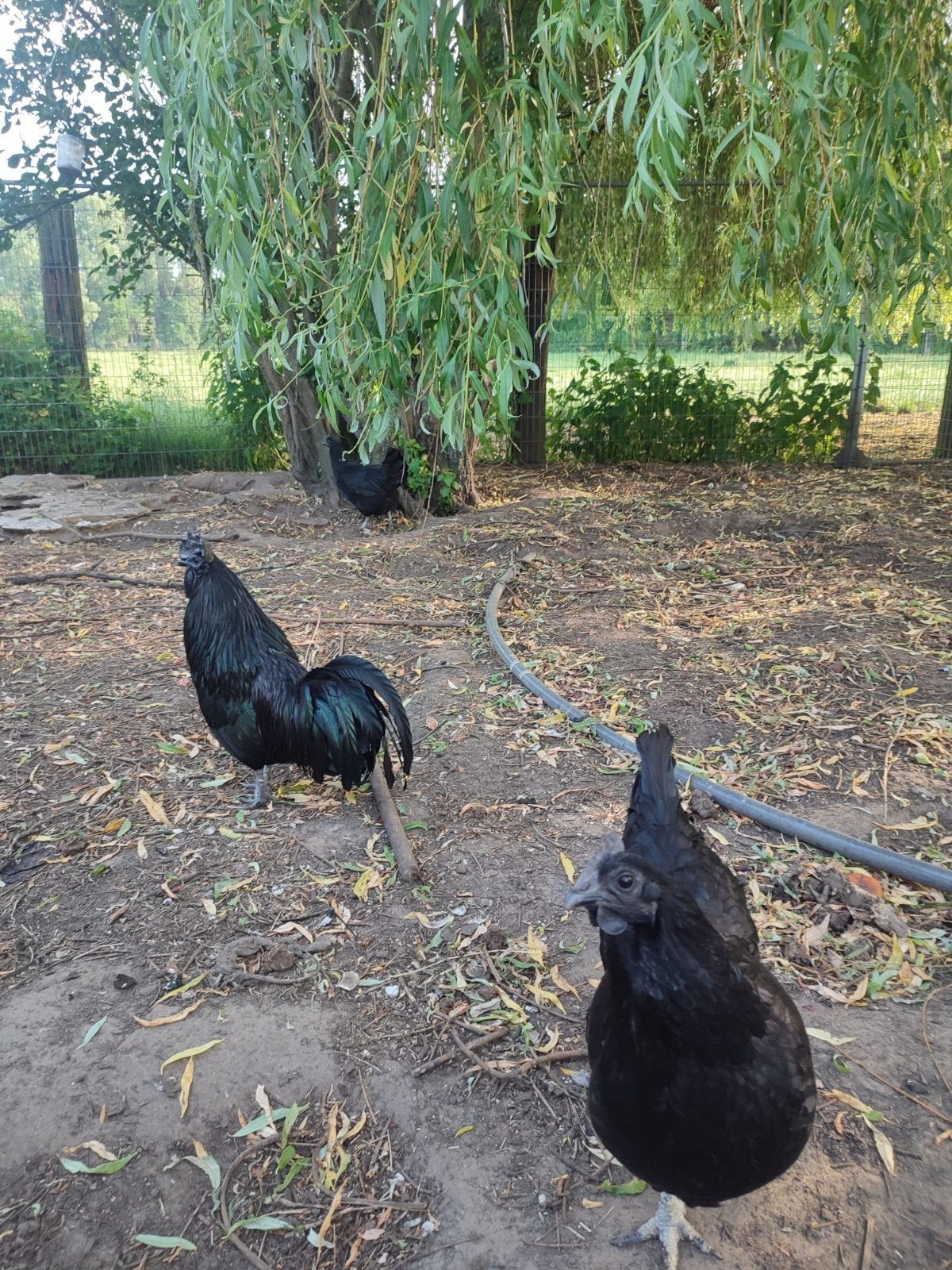 Toom ayam cemani (haan + 4 hennen), Animaux & Accessoires, Volatiles, Plusieurs animaux, Poule ou poulet