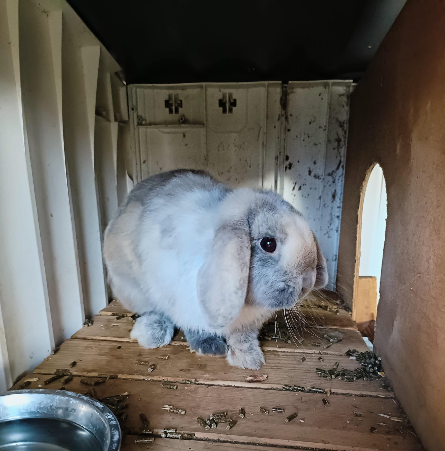 Nederlandse hangoor dwergkonijn, Dieren en Toebehoren, Konijnen, Hangoor