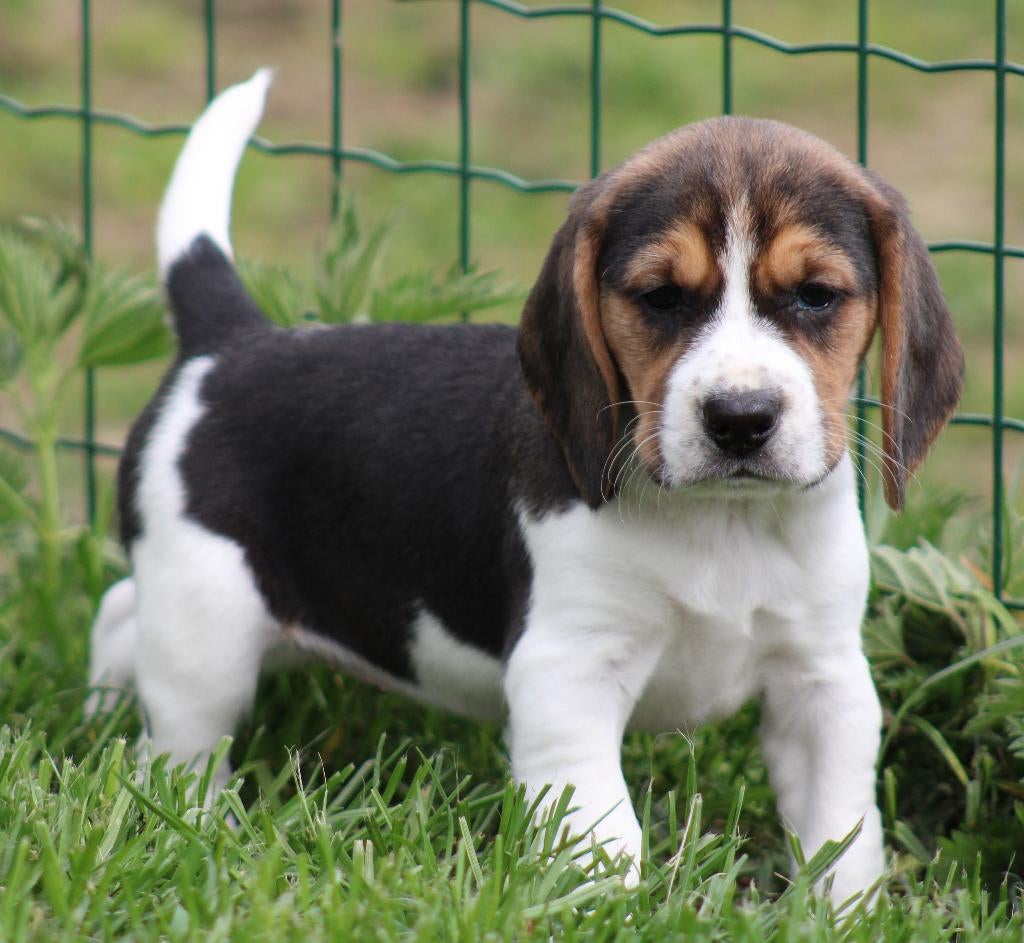 Beagle pups, Dieren en Toebehoren, Parvo, België, Beagle, 8 tot 15 weken