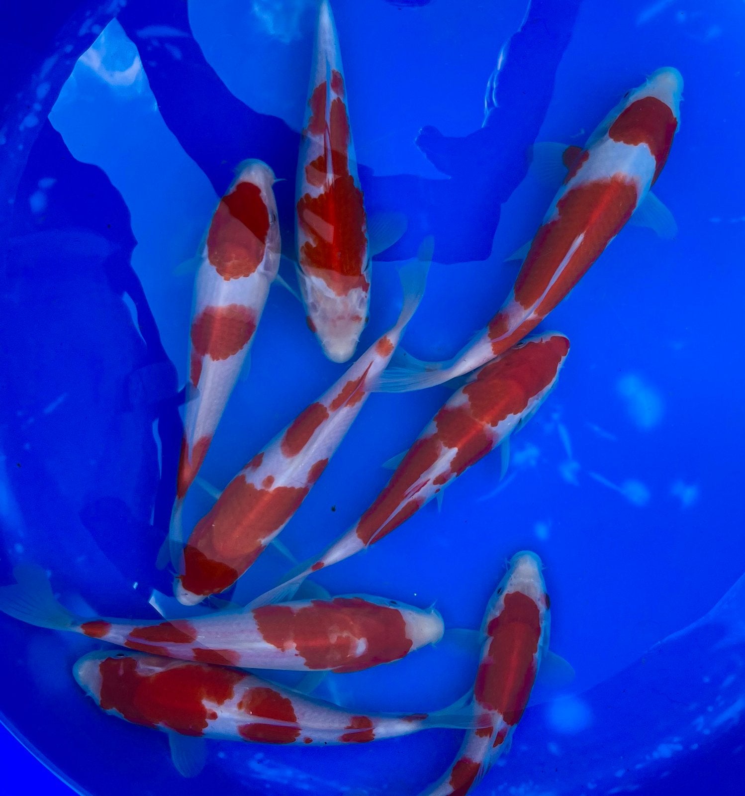 Prachtige Tosai Kohaku, Doitsu Sanke, Showa 22-26cm, Carpe ou Koï