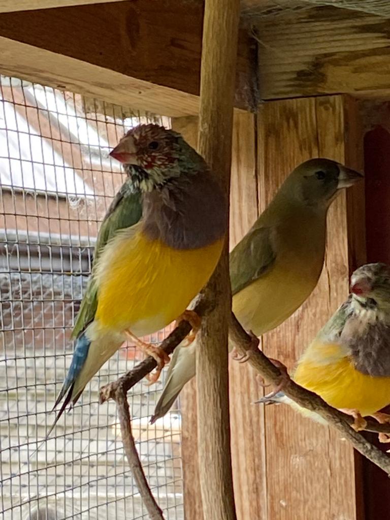 Goulds amadine, Dieren en Toebehoren, Vogels | Overige Vogels, Meerdere dieren, Tropenvogel