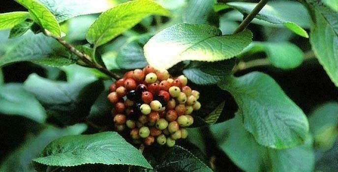 Viburnum Lantana — Boule de neige laineuse, Enlèvement ou Envoi, Arbuste