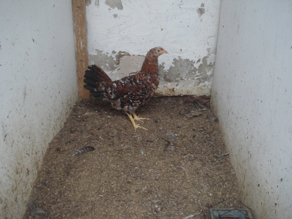 leghorn hen (duizendkleur, porselein), Vrouwelijk, Kip