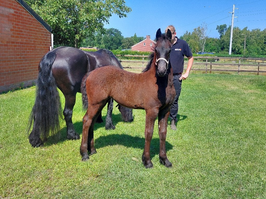 Friese merrie(s) en merrieveulen, Cheval de dressage, Avec pedigree, Débourré, 160 à 165 cm
