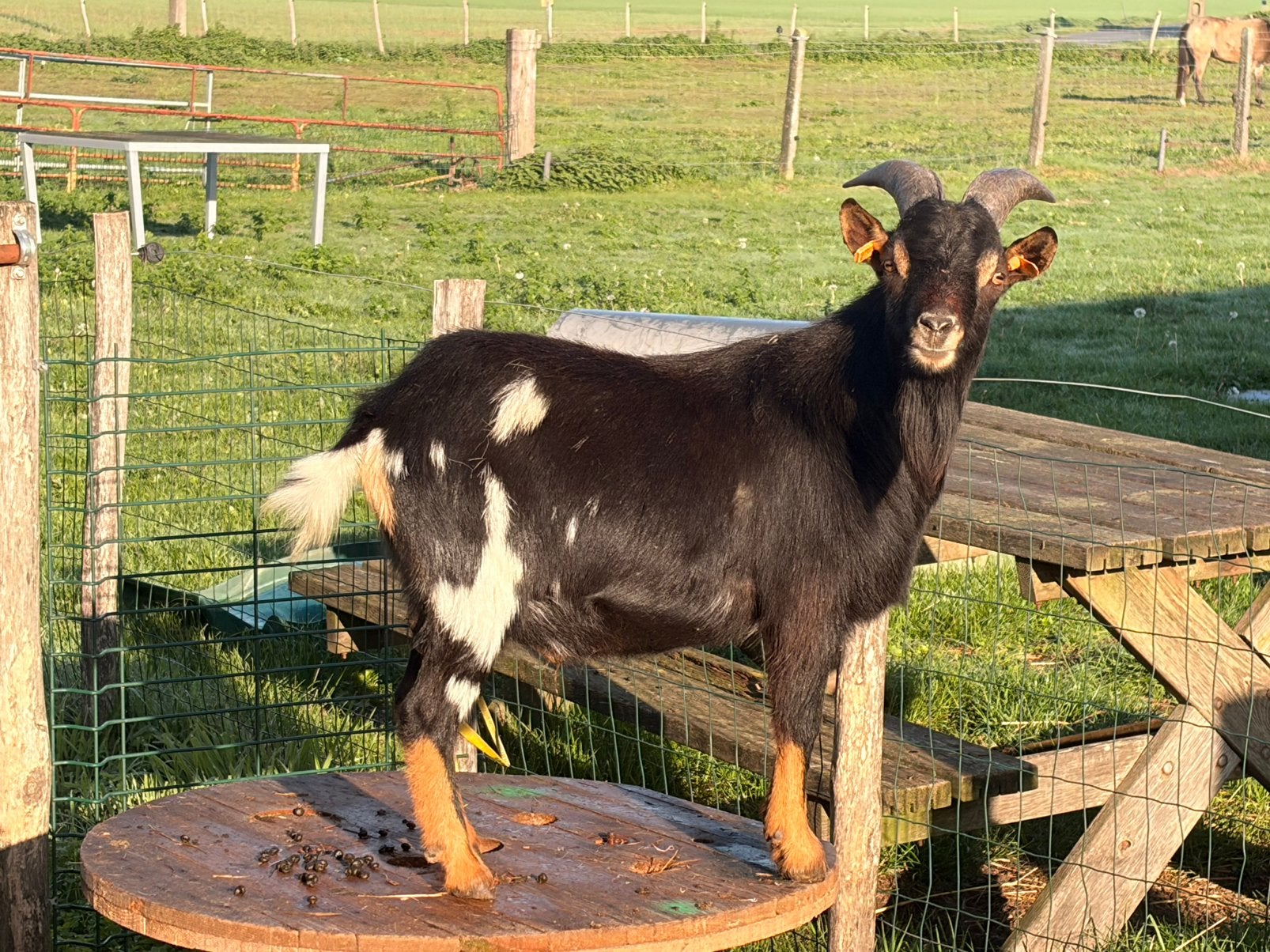 Mooie en tamme dwergbok., Dieren en Toebehoren