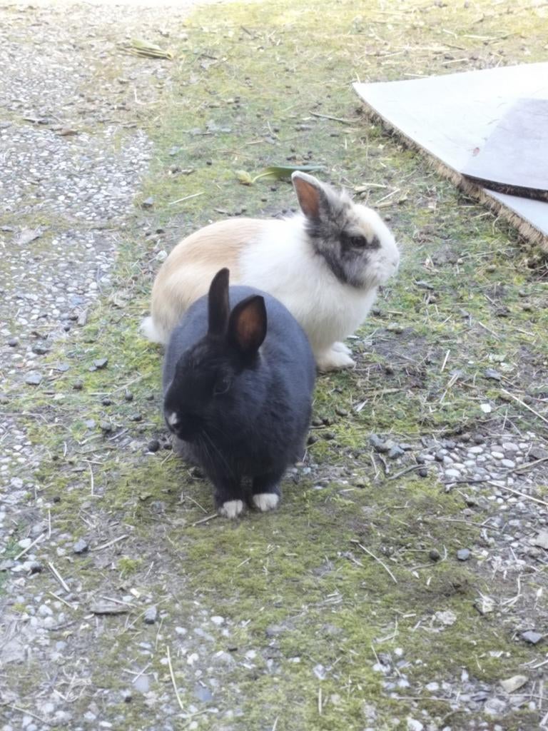 Dwergkonijntjes, Dieren en Toebehoren