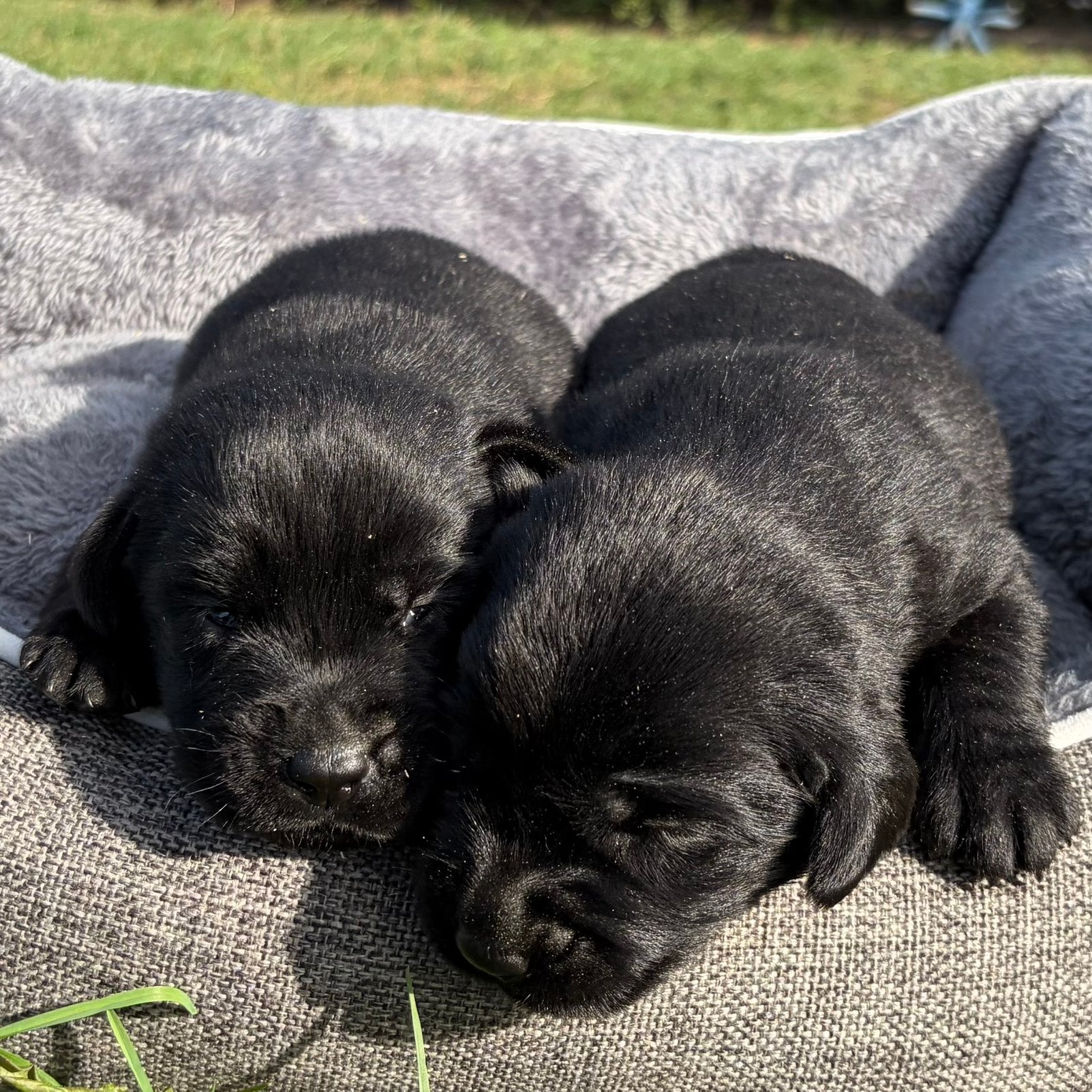 Superbes chiots labrador (chocolat, blond et noir), Labrador retriever, Plusieurs, Belgique, Plusieurs animaux