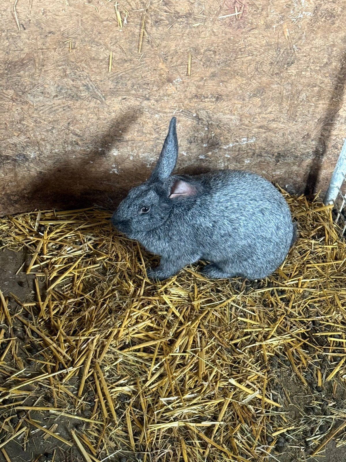 Konijn, Vrouwelijk, Middelgroot, 0 tot 2 jaar